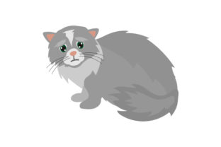 Gray Fluffy Emotional Cat